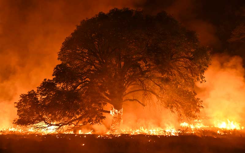Tree burning in wildfires. Sonoma County.